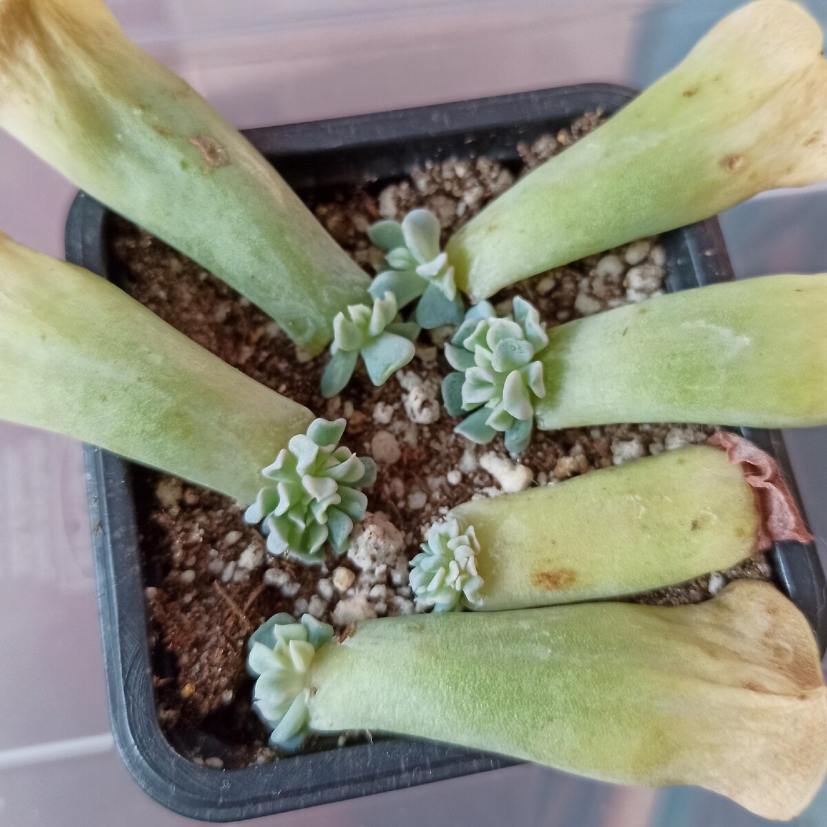 Фото от 08.08.2020 - Эхеверия Топси Турви