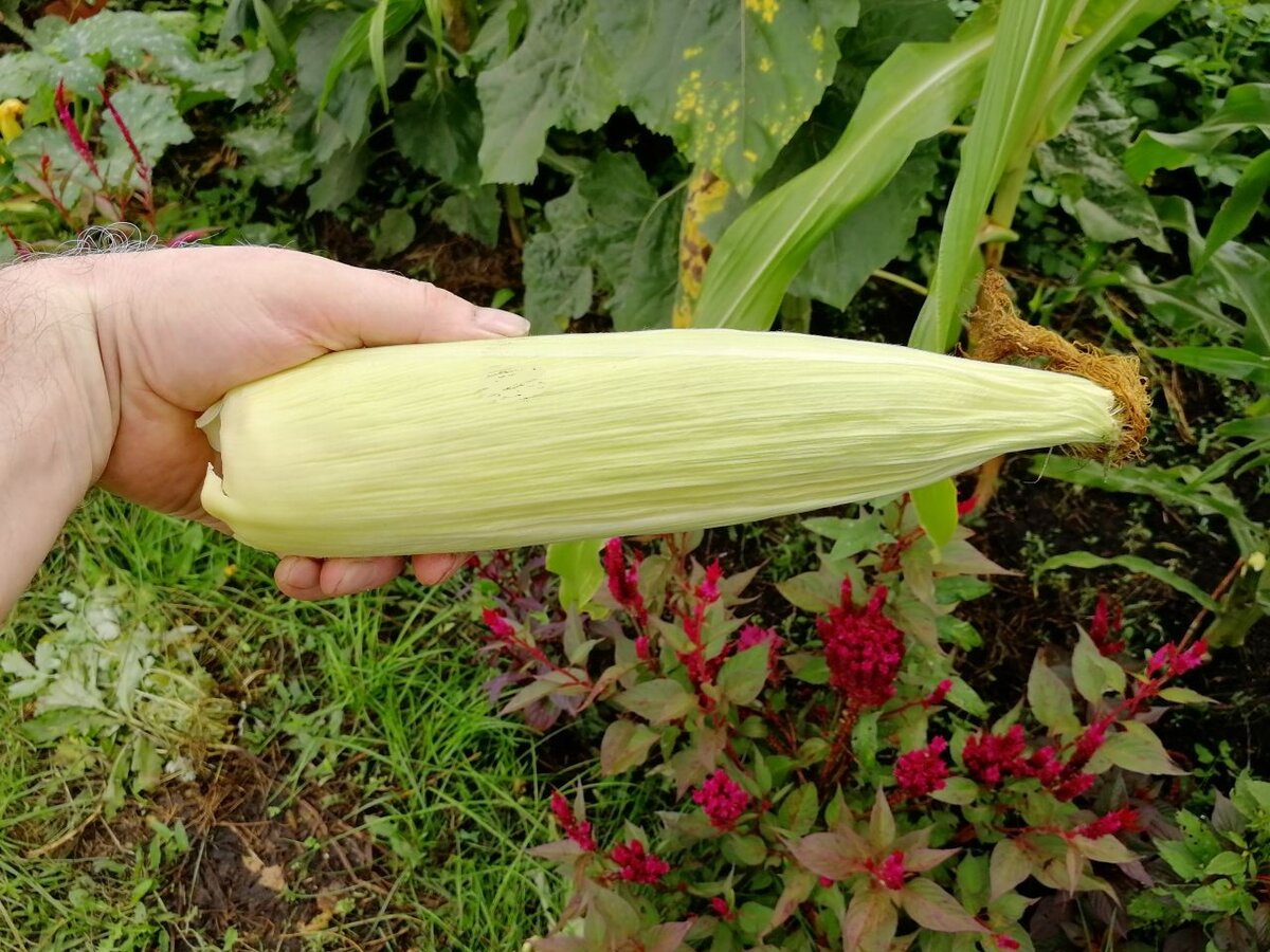 Сорвала первые початки 🌽. Как и сколько варить кукурузу, рецепт с фото |  уДачный проект | Дзен