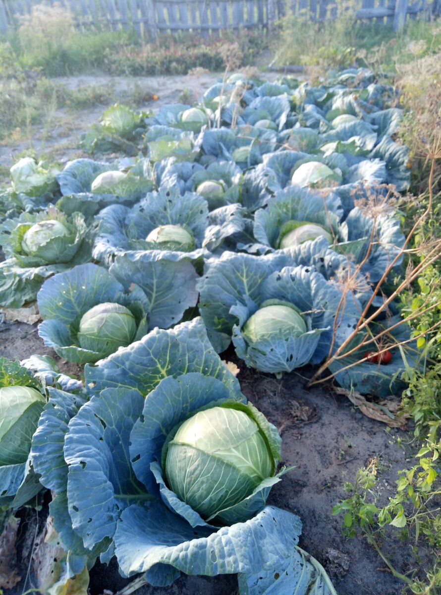 Отличная копуста. 