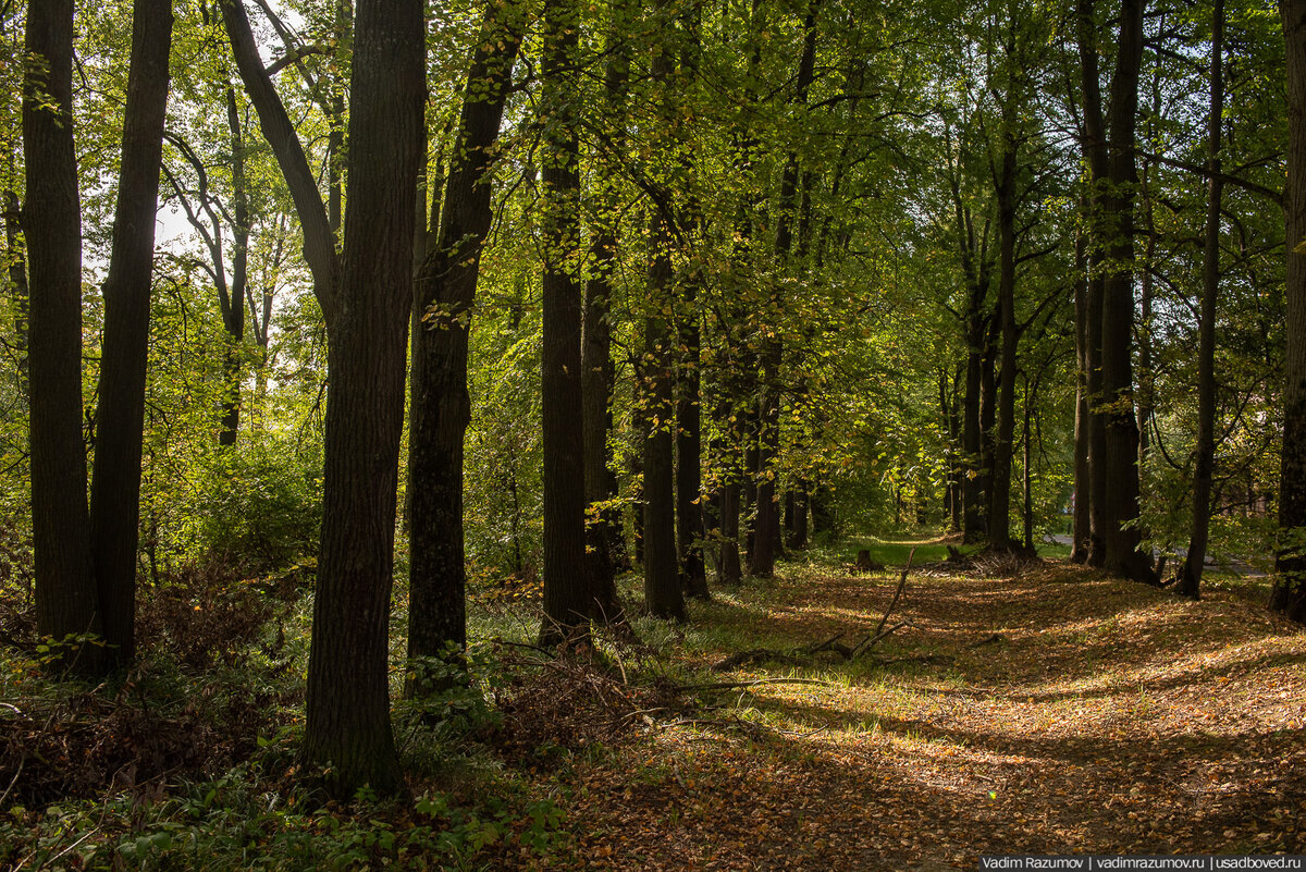Дата фотографий: 3 сентября 2020 года.

2. Покровская церковь села Яковлево была известна с 1592 года: «За Романом Федоровым сыном Дурова купленная вотчина отца его село Яковлево, на речке Плесенке…, а в селе церковь Покрова Святыя Богородицы, на церковной земле места: попово, дьячково, просвирницино, пономарево; пашни церковныя земли 10 чети в поле, а в дву потому же…».


3. С 1639 года до конца XVIII века село Яковлево принадлежало роду Толстых, на средства которых была построена каменная церковь в 1677 году.


4.


5. Во второй половине XVIII века в селе образовались две усадьбы, которые были объединены примерно в 1800 году А. А. Костылевой.


6.


7. В XIX веке село Яковлево входило в состав Десенской волости Подольского уезда. В 1899 году в селе проживало 115 человек.


8. В советское время сельский храм был закрыт, а в 1932 году — снесён, усадебный дом был тоже разрушен.


Таким образом, на территории усадьбы сохранились только чудесный парк и каскад прудов на реке Плесенке, где и пройдет наш субботник.
