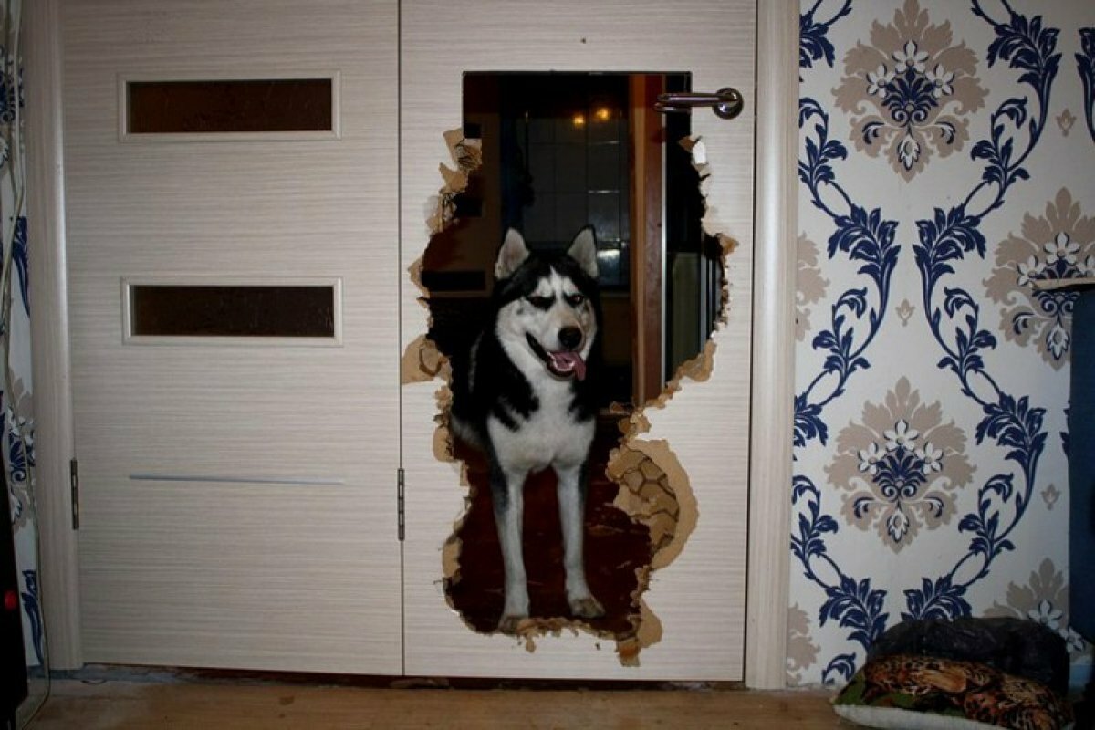 Или может появиться окно в двери                   https://mtdata.ru/u27/photo7D59/20487500743-0/original.jpg                                 