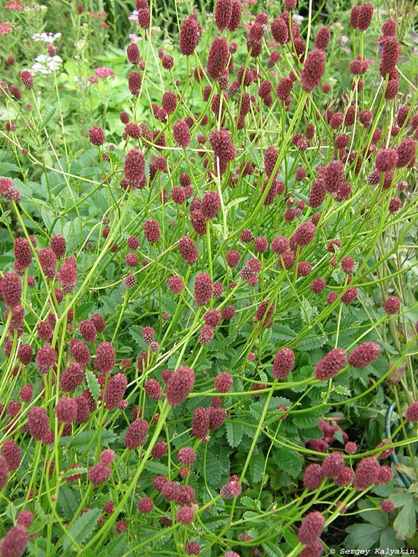 Как называется дикорос на фото? - ответы экспертов 7dach.ru