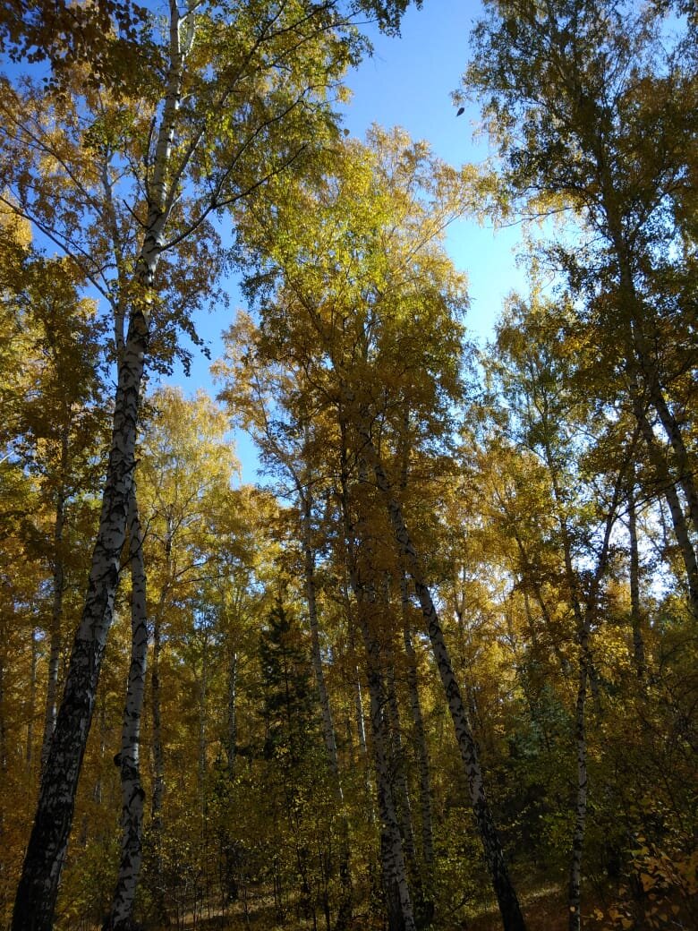 Попросила сегодня подругу сделать фото осеннего леса, обожаю сибирскую осень. 