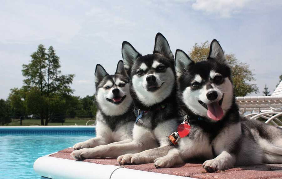 В последние годы ведется работа над созданием чисто белых собак, скорее всего в ближайшее время белый окрас будет официально зарегистрирован.