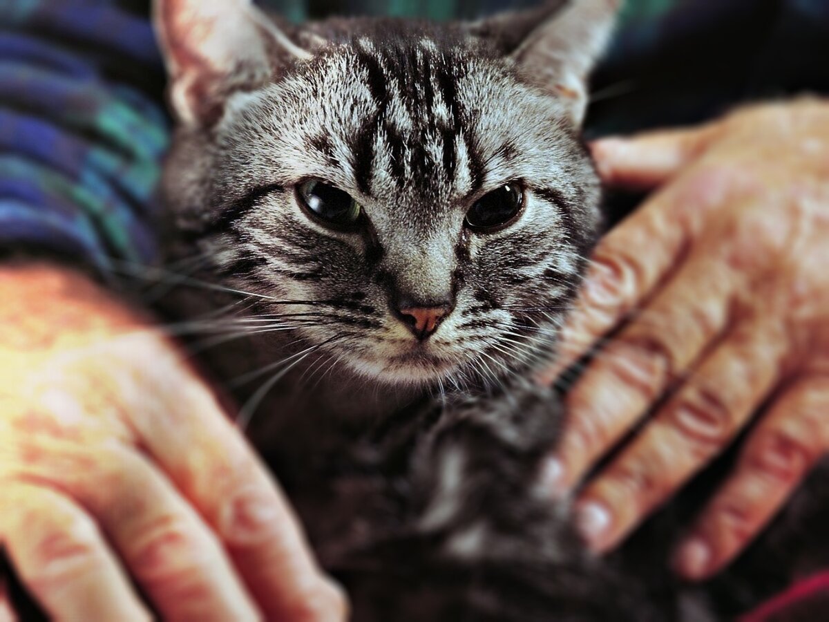 Кошки лечат. Может ли кошка забрать болезнь человека на себя. Кошки чувствуют энергию. Болезни кошек передающиеся человеку. Какие кошки лечат болезни у человека.