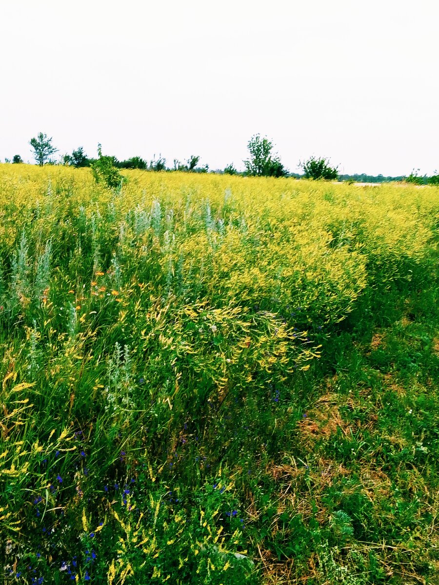                                                                               Разнотравье родной природы