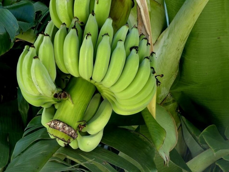 Можно есть зеленые бананы. Зеленые бананы. Зеленые бананы сорт. Большой зеленый банан. Бананы зеленые Сибирские.