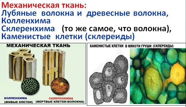 Ткани растений егэ рисунки