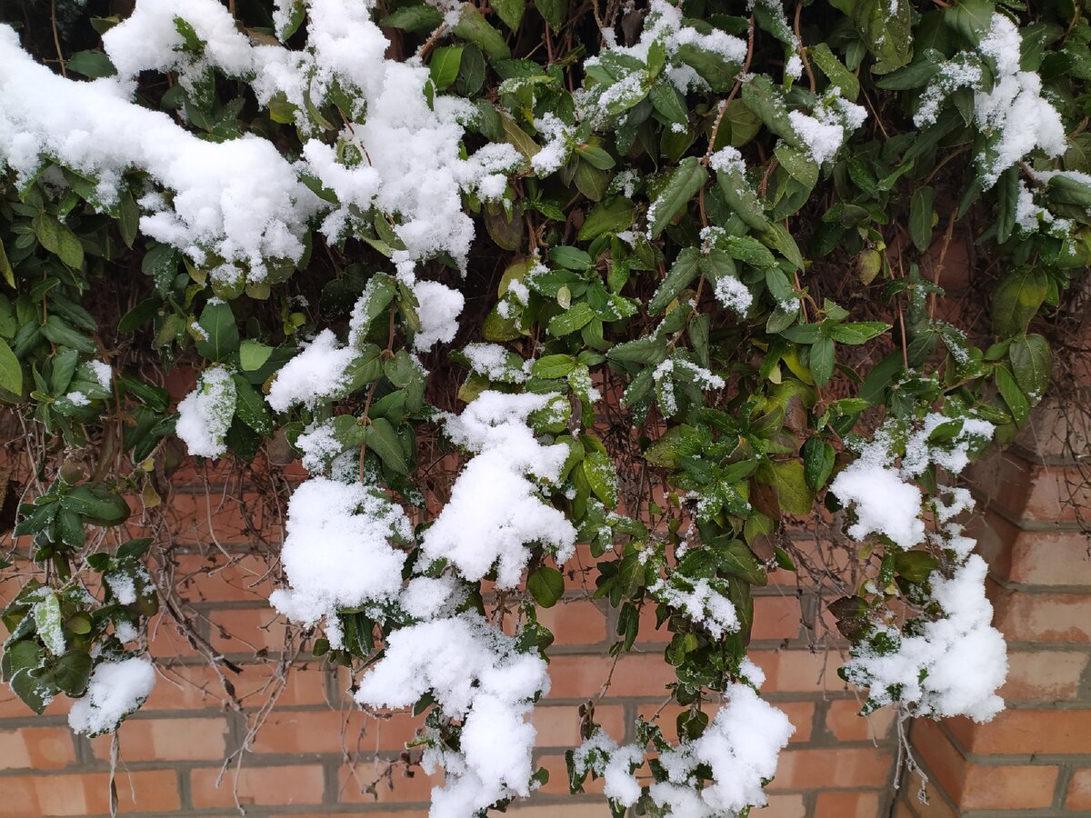 Фото автора. Зеленое и белое.