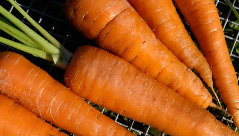 сорта моркови без сердцевины сочные сладкие крупные лучшие