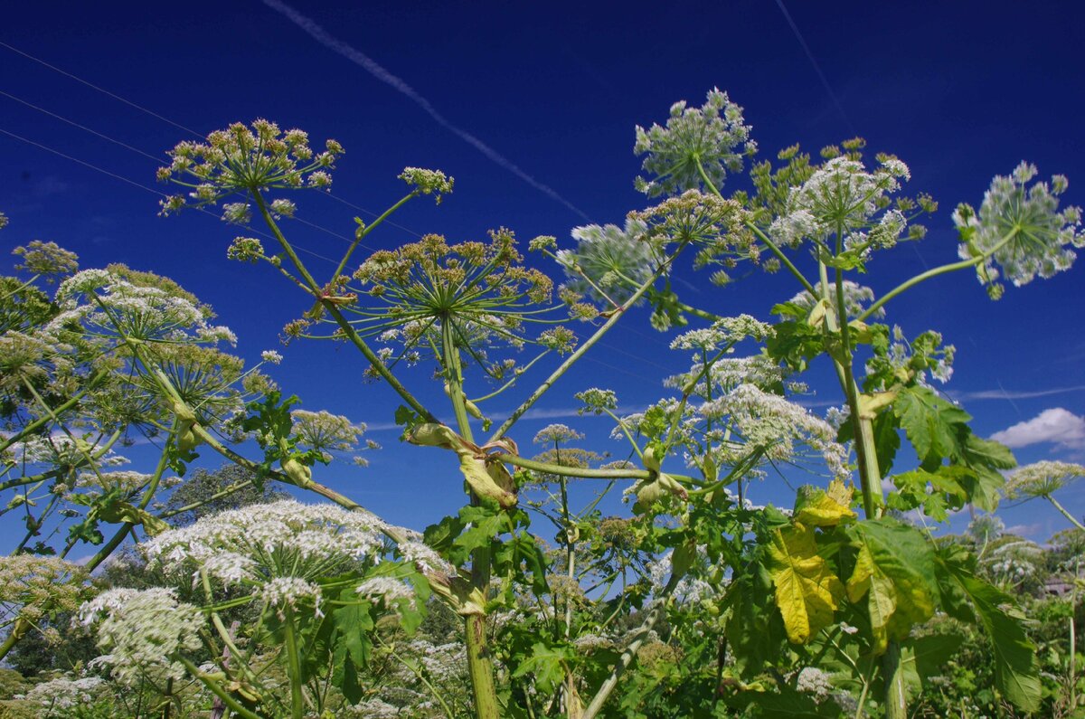 Борщевик во всей красе, фото автора статьи