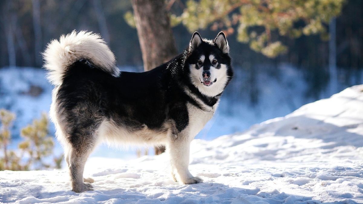Аляскинский хаски