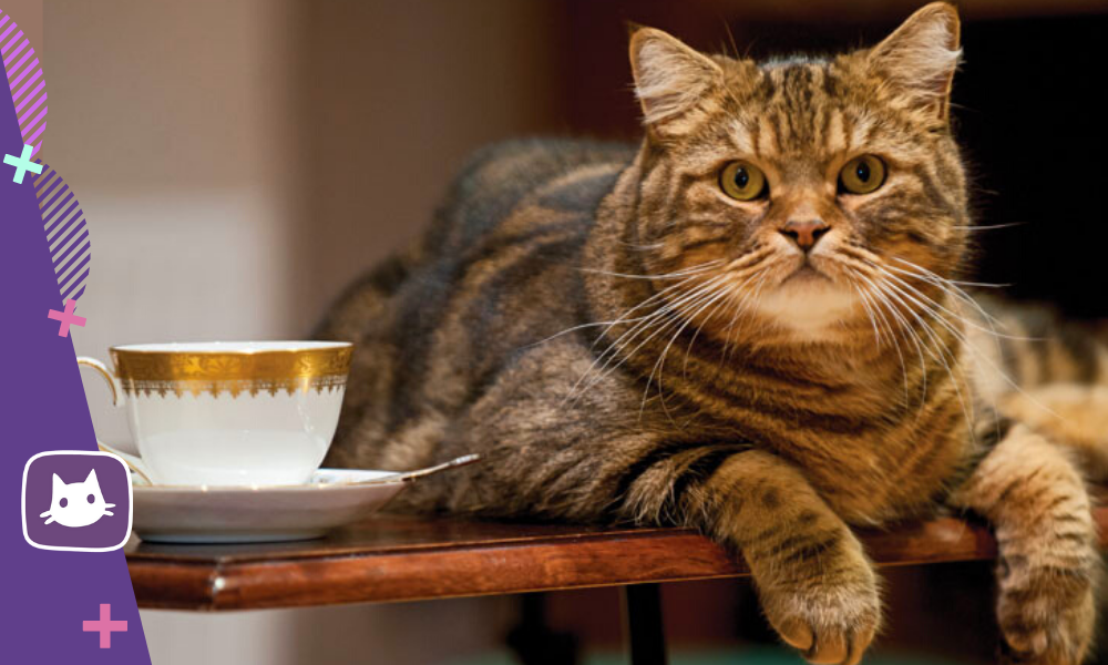 Коту можно чай. Кошка на столе. Кошка сидит на столе. Кот на кухонном столе. Кошка и чай.