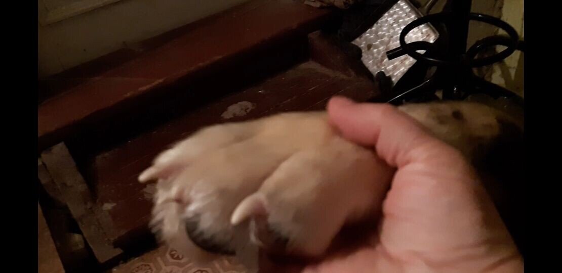 Миша дал лапку