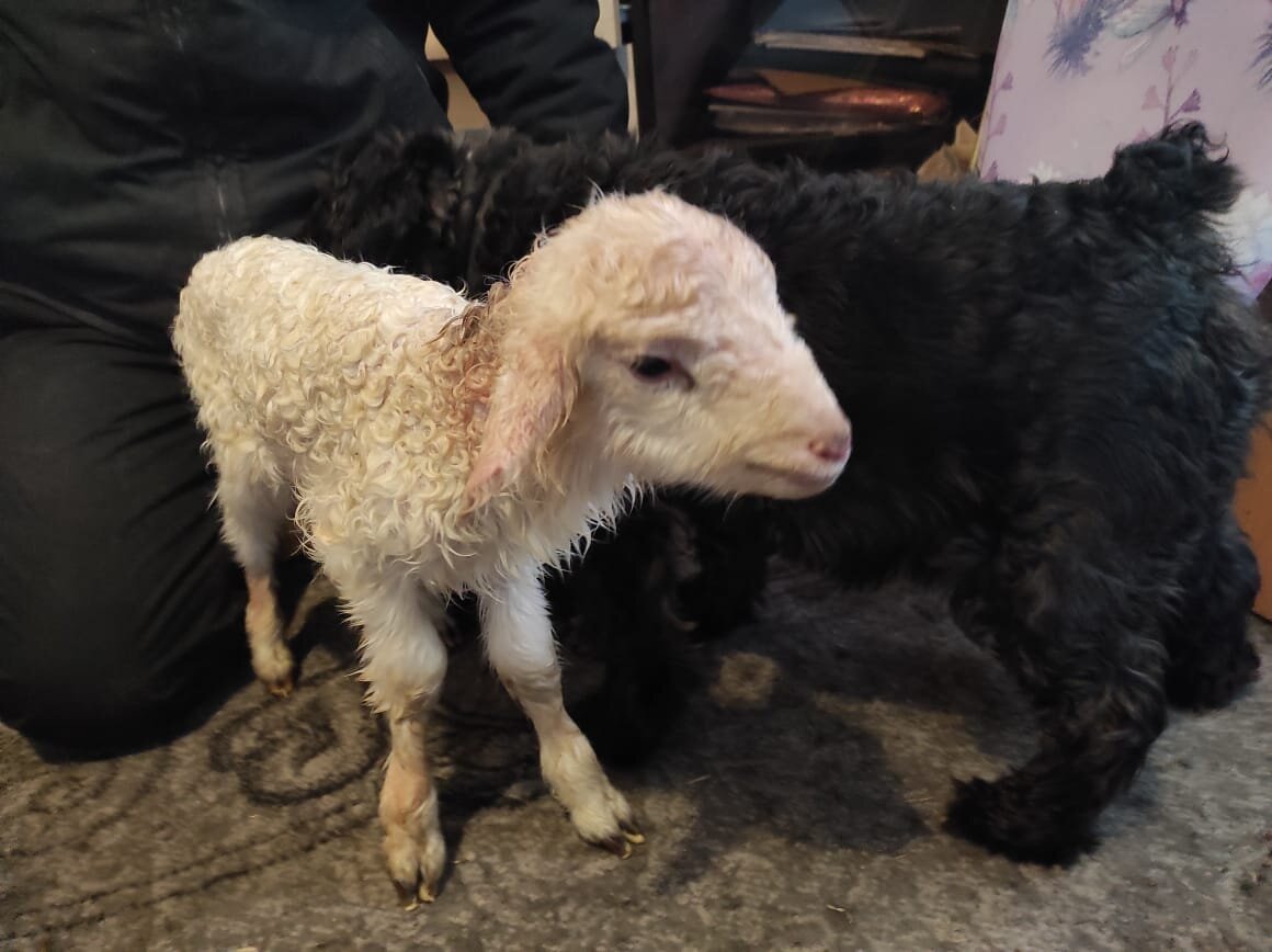 Занесли в дом, чтобы обсушить и обогреть, на улице -20