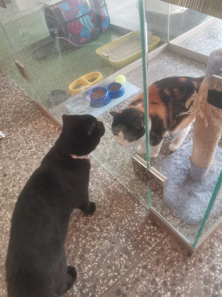 Только приехал, а уже знакомится с постояльцами