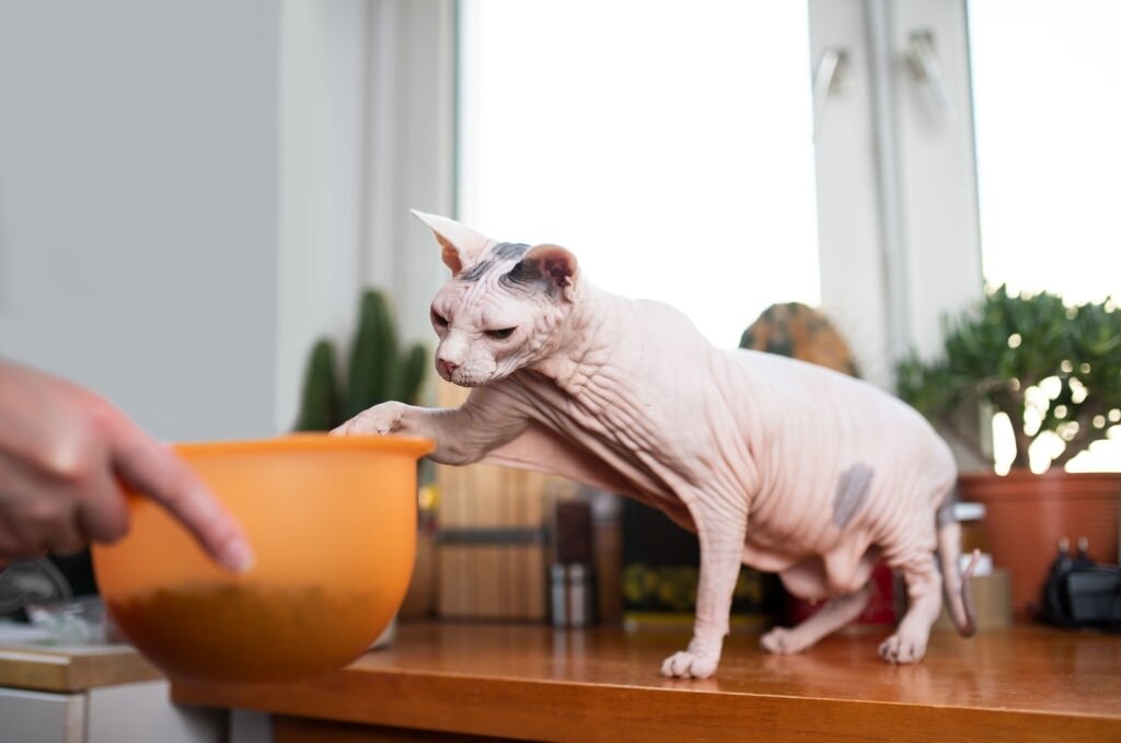 Так что готовьтесь к самому популярному вопросу гостей: «вы его вообще кормите?»