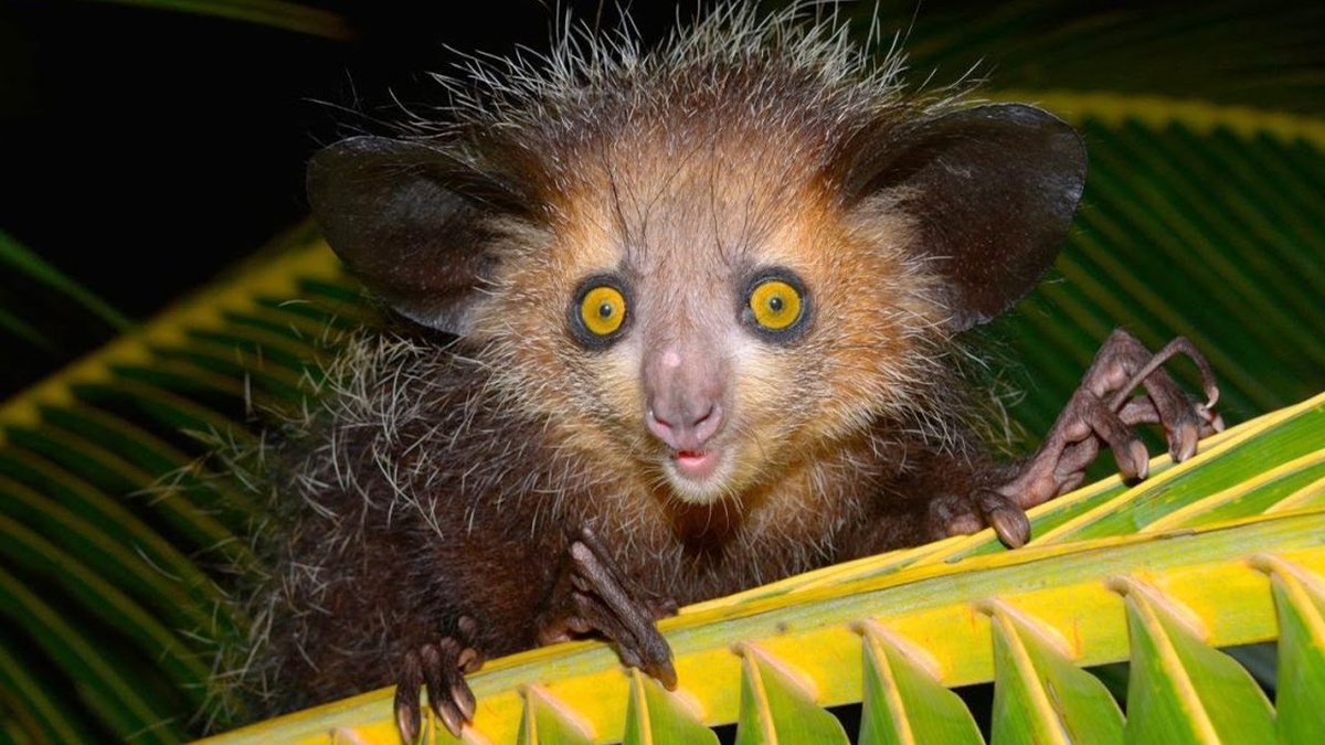 Мадагаскарская руконожка