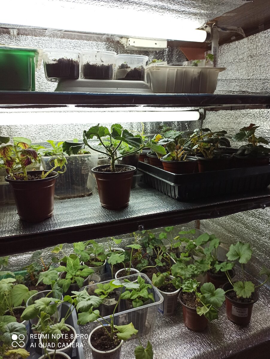 Рассада в шкафу.Фото автора.