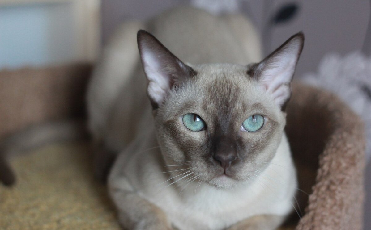 Фото тонкинской кошки