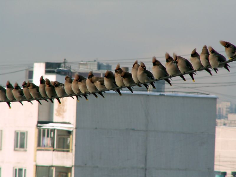 какие птицы не сидят на. птички зимующие в московских парках. какие птицы прилетают весной. птицы на проводах. какие птицы не сидят на.