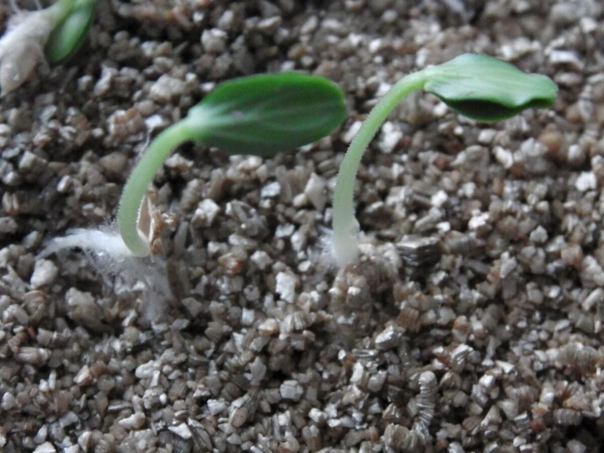 Проращиваю огурцы в вермикулите. Фото автора