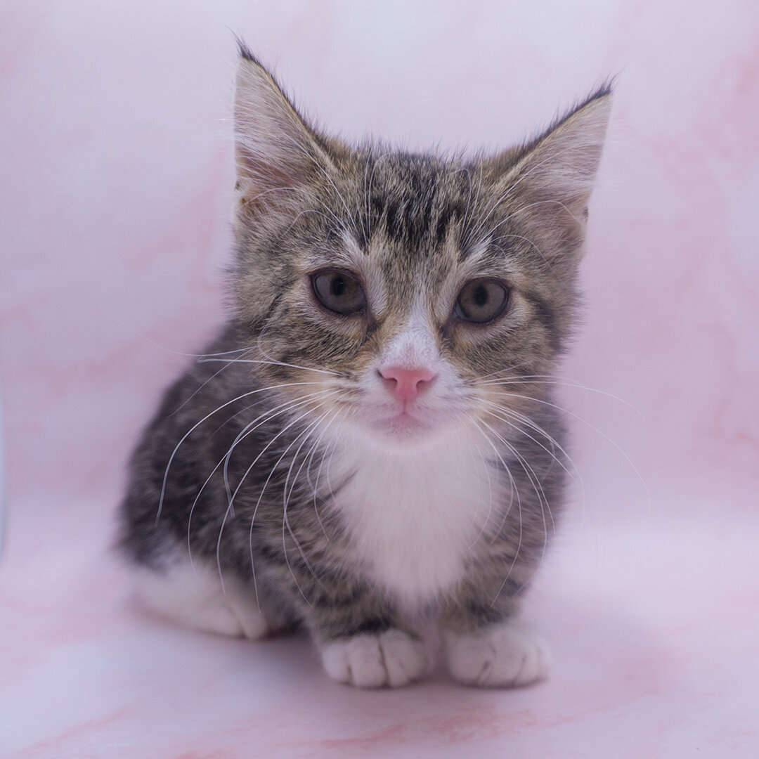 Одна из котят, найденная в подвале. Фотография автора.