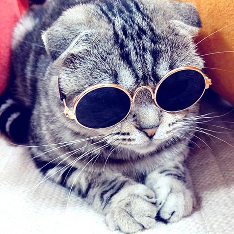 Смешной котик в очках!)