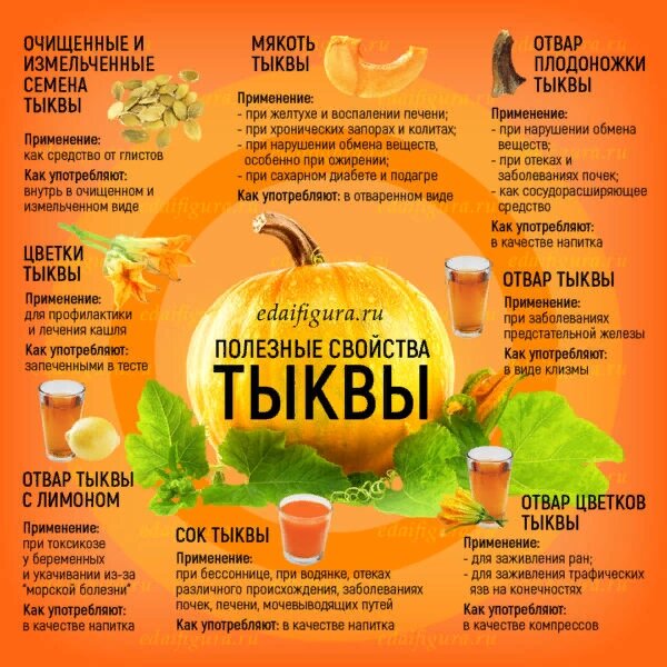 Полезные свойства тыквы и рецепты. Дайджест статей