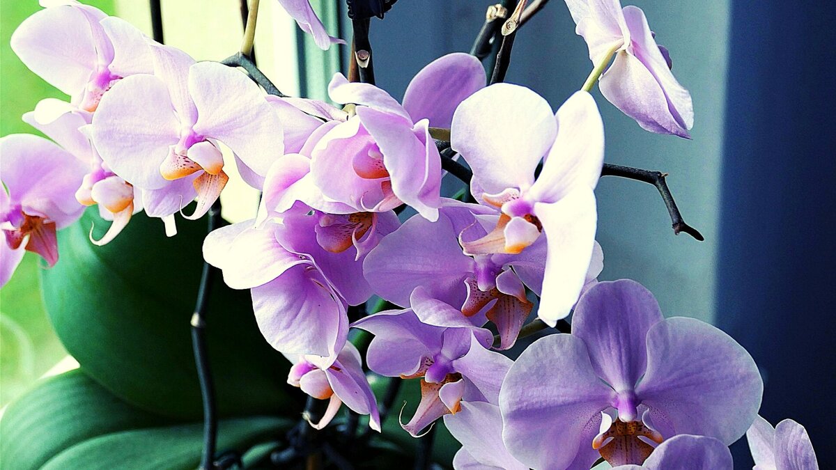 Орхидеи