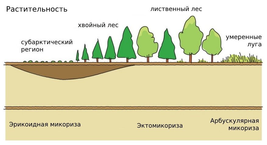 Что общего в расположении городов Общее расположение типов микоризы. Лесосад Дзен
