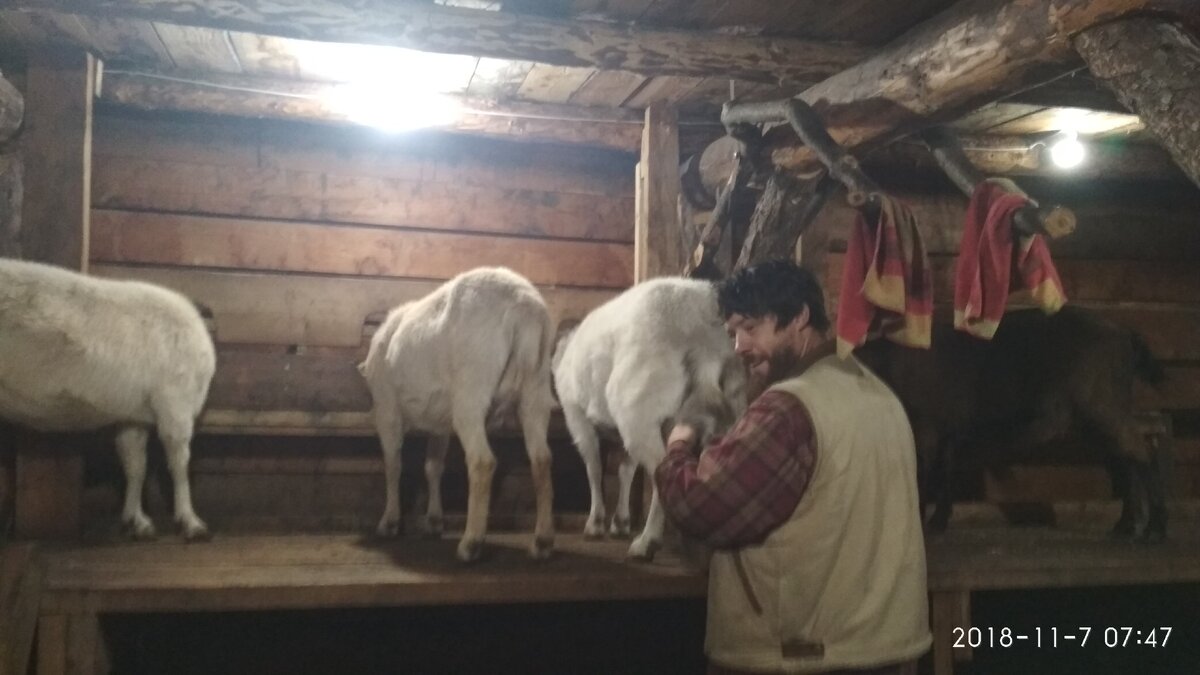 Сам хозяин на дойке