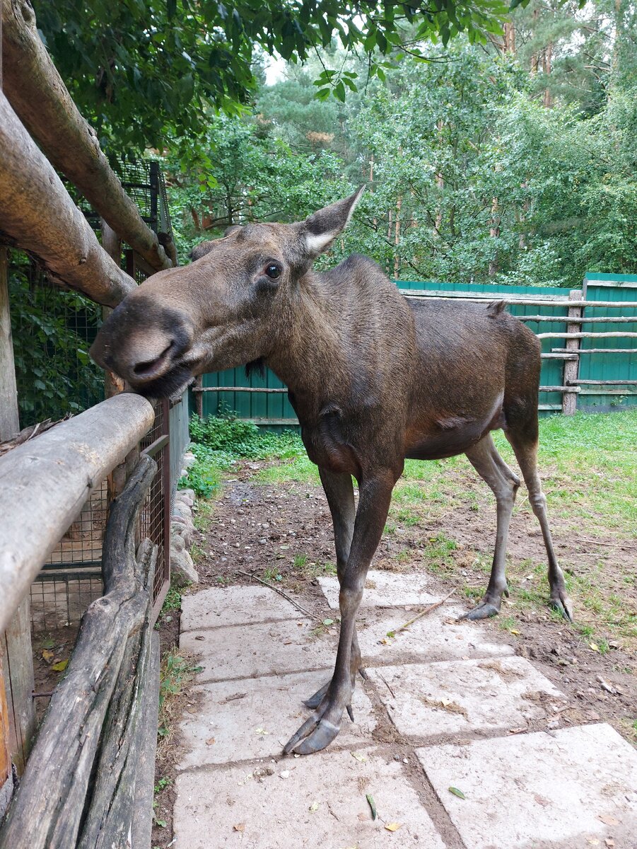 Обитатели экопарка. Листайте вправо. 