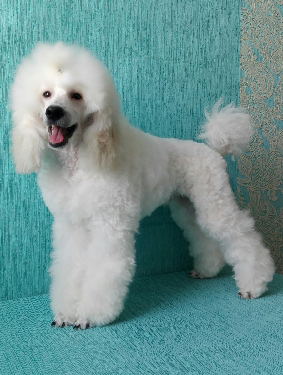 Малый пудель