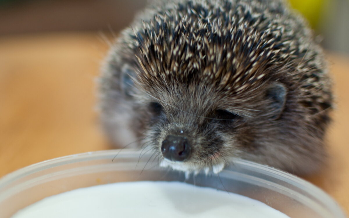 Милое, безобидное создание.