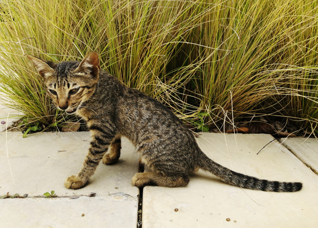 freepik.com/rawpixel-com