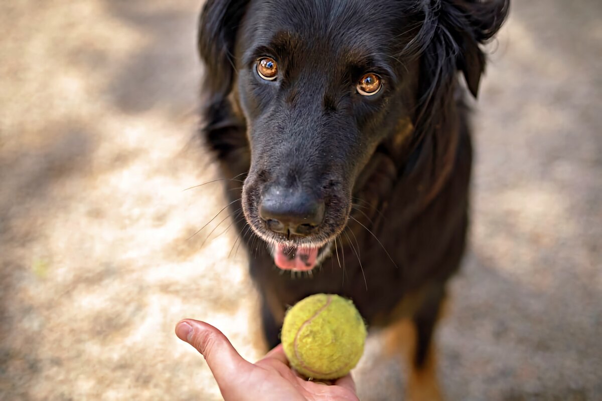 Позитивное подкрепление