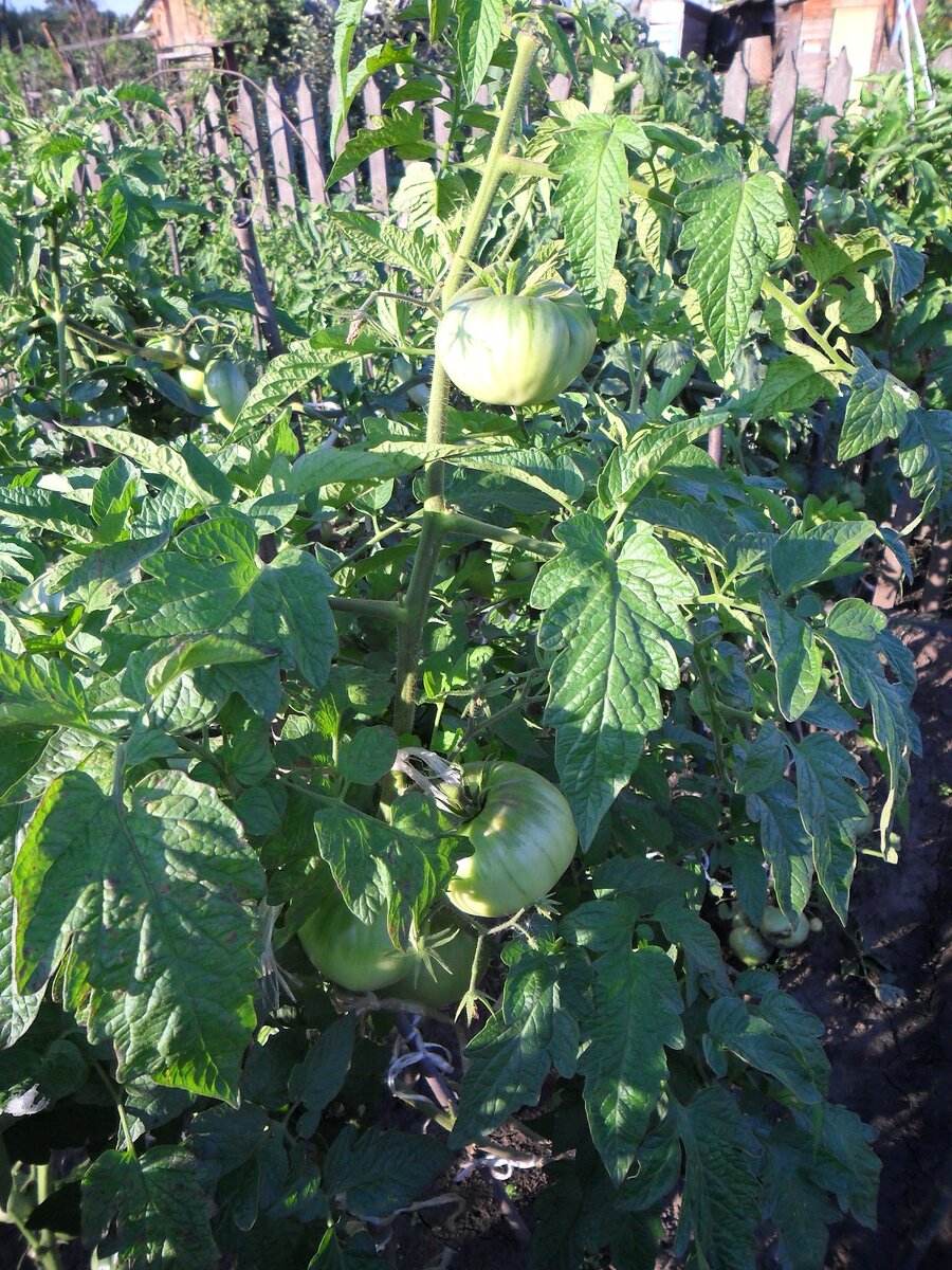  Благодаря обрезке плоды на верхних ярусах кустов хорошо сформировались