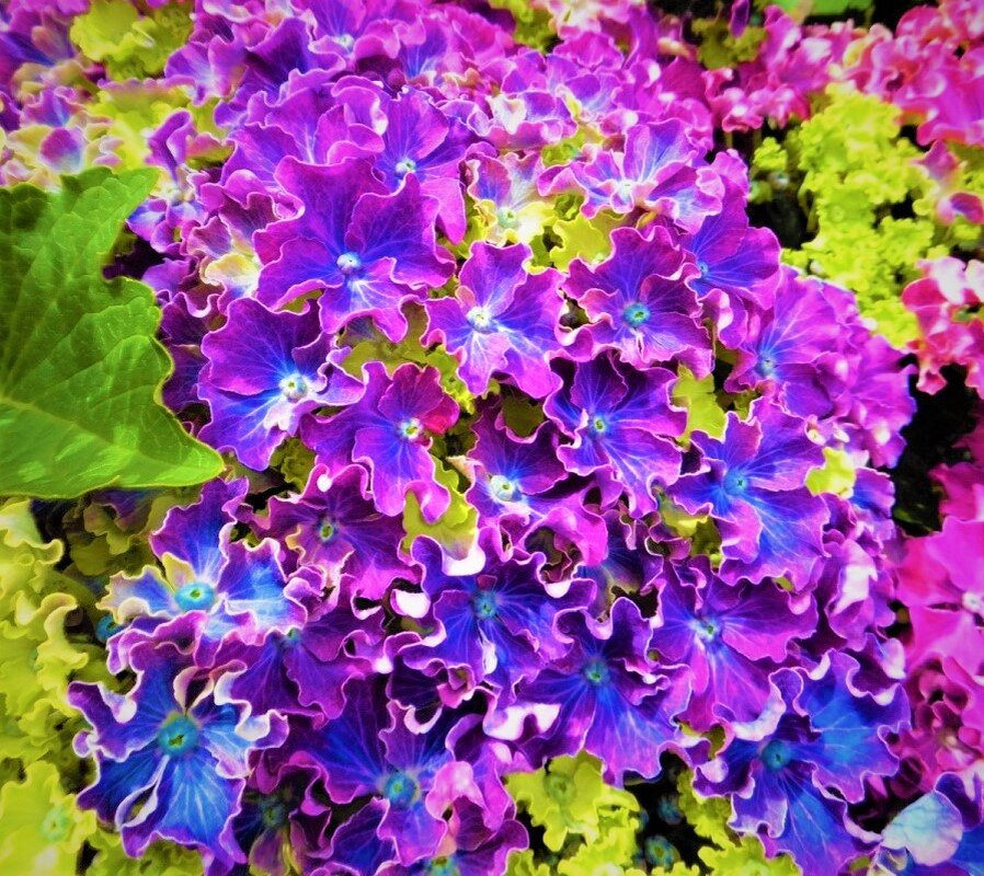 Ремонтантная гортензия Curly Sparkle Blue Purple. Фото с сайта: https://www.greenmarket.com.ua.