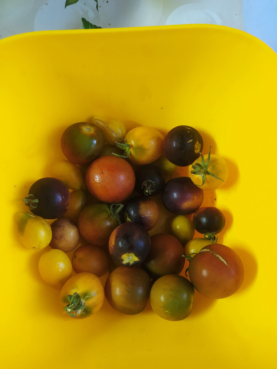 Мои помидорчики.