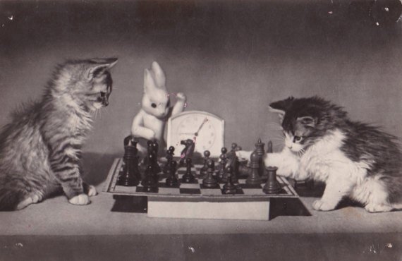 Открытка 1955 года, СССР. Все любят фотографии котиков :)