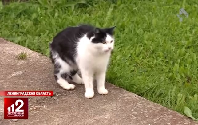 скриншот из выпуска новостей