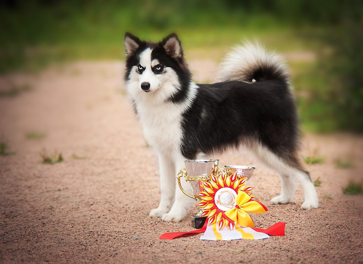 Помски тип мини LOVELY PET J-SHIAY OF NORTH SOUL (Ролло)