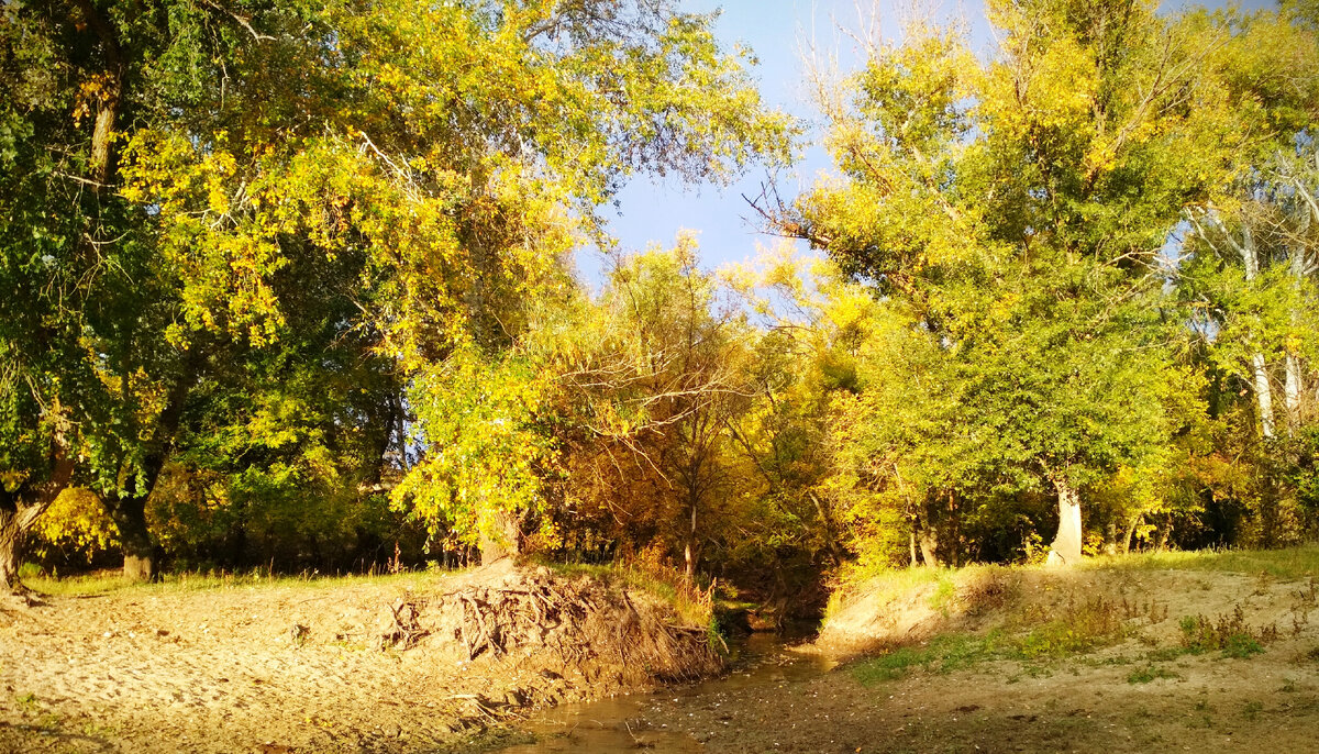 Осенний лес