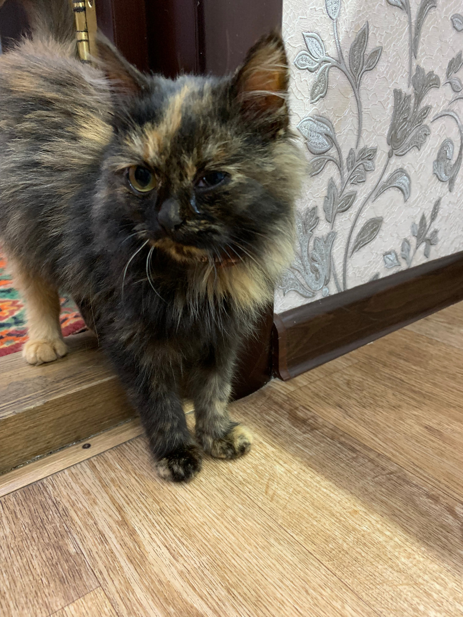 Вот такой домовёнок