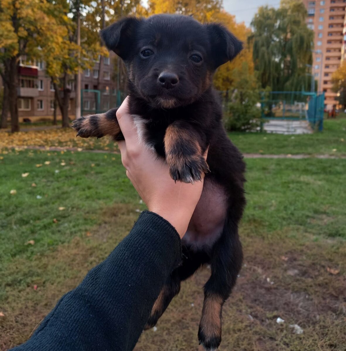 Сливке нашелся безответственный хозяин