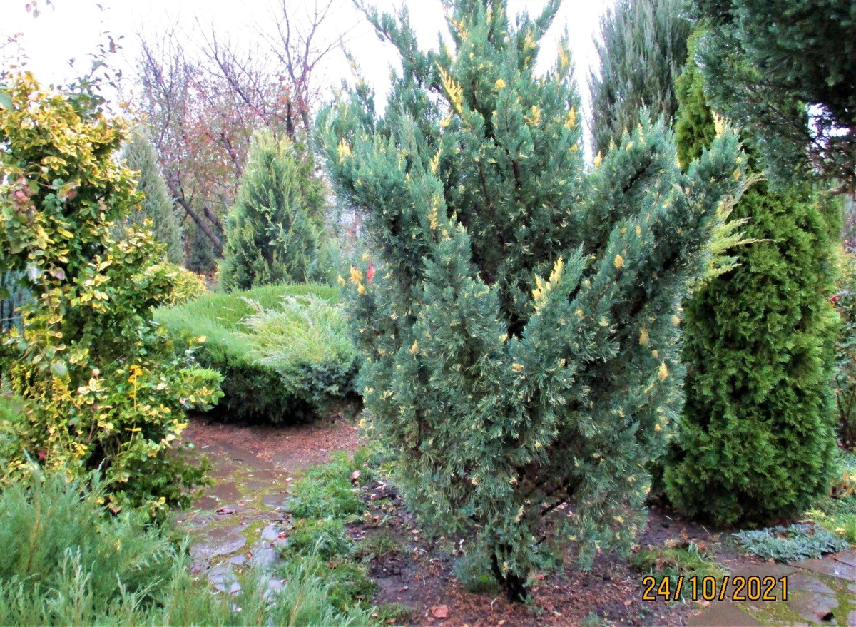  "Стрикта Вариегата"