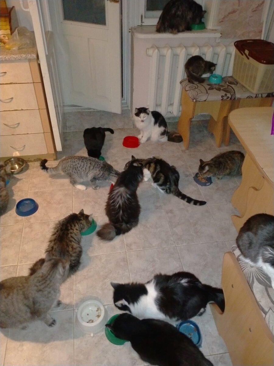 Авторское фото. Кошки.