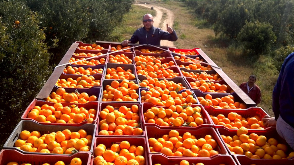 Зараженные мандарины из Турции