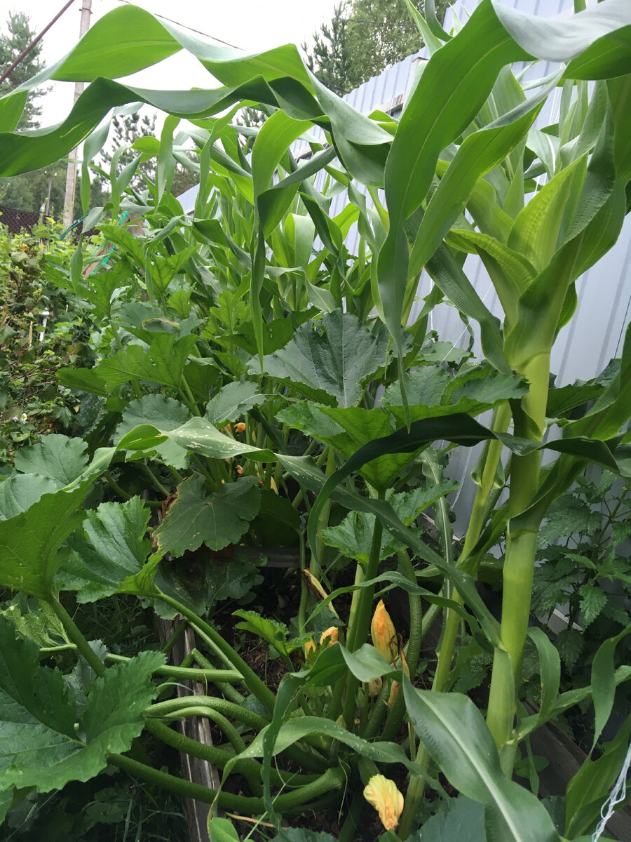 Кукуруза в кабачках